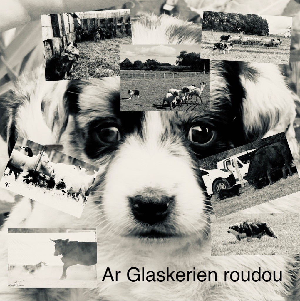 Ar Glaskerien Roudou - Working aussie