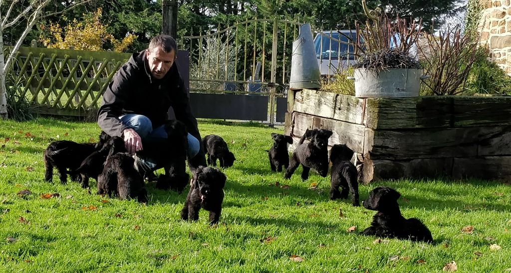 Ar Glaskerien Roudou - Chiots disponibles mi décembre.