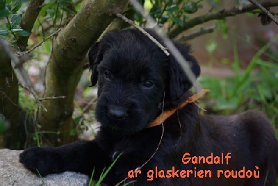 Ar Glaskerien Roudou - les chiots ont 6 semaines...