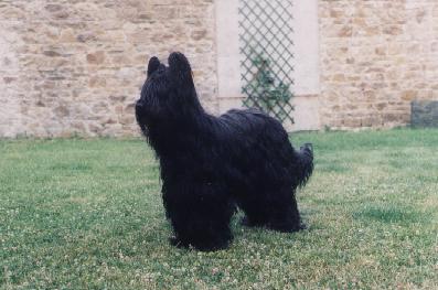 CH. Haicou-n de la maison de suzie