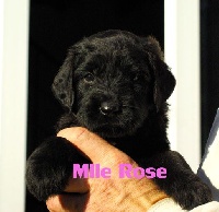 Mlle Rose